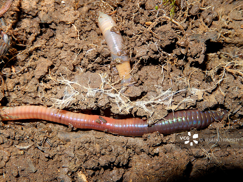 阿拉斯加安克雷奇土壤中的蚯蚓图片素材