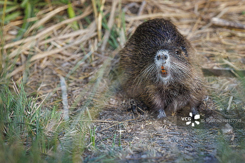 海狸鼠或水豚（myocastor coypus）图片素材