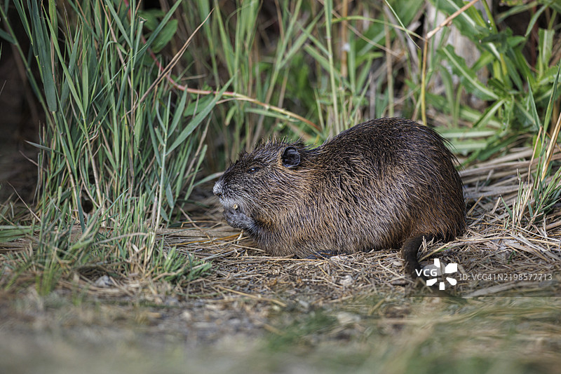 海狸鼠或水豚（myocastor coypus）图片素材