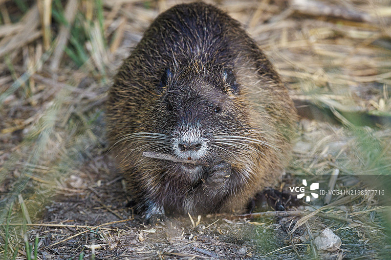 海狸鼠或水豚（myocastor coypus）图片素材
