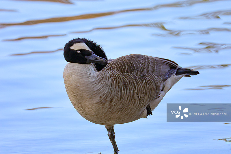 加拿大鹅保持良好的平衡姿势图片素材