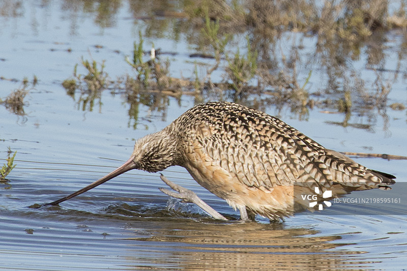 长嘴鹬在水中用脚抓挠图片素材