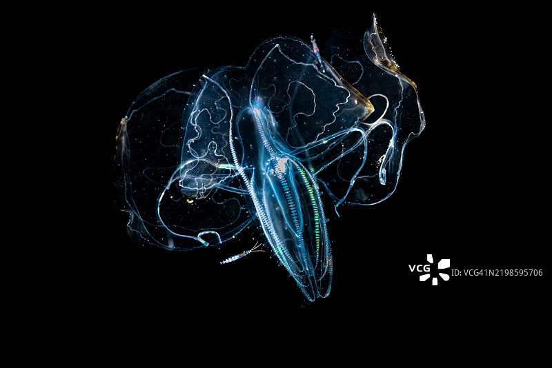黑水潜水揭示了印度尼西亚伦贝海的浮游动物和海蜇的美丽图片素材