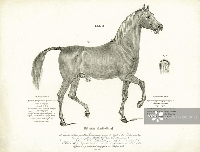 详细的马的解剖插图图片素材