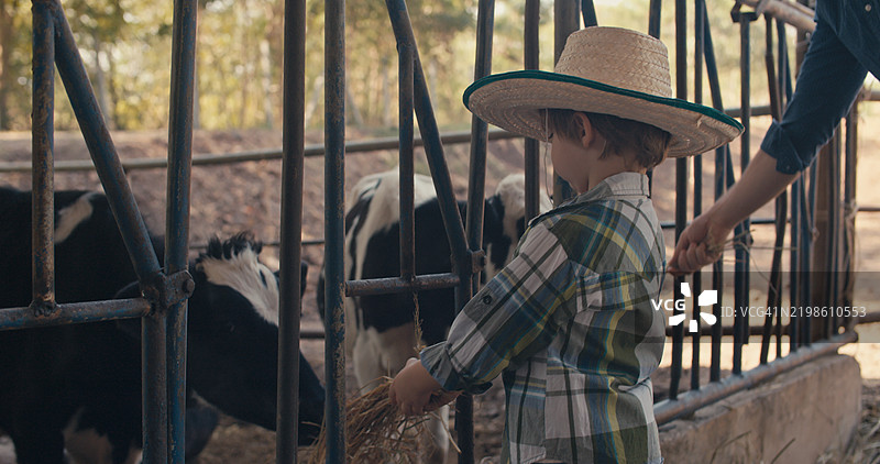 一位奶牛养殖者的父亲正在教他的儿子如何在奶牛场喂养奶牛。图片素材