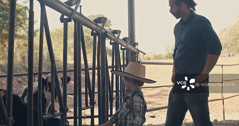 一位奶牛养殖者的父亲正在教他的儿子如何在奶牛场喂养奶牛。图片素材