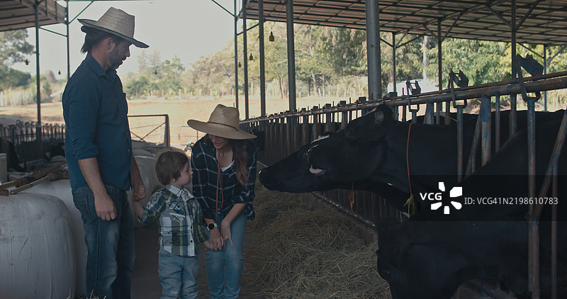 一位奶牛养殖者的父亲正在教他的儿子如何在奶牛场喂养奶牛。图片素材