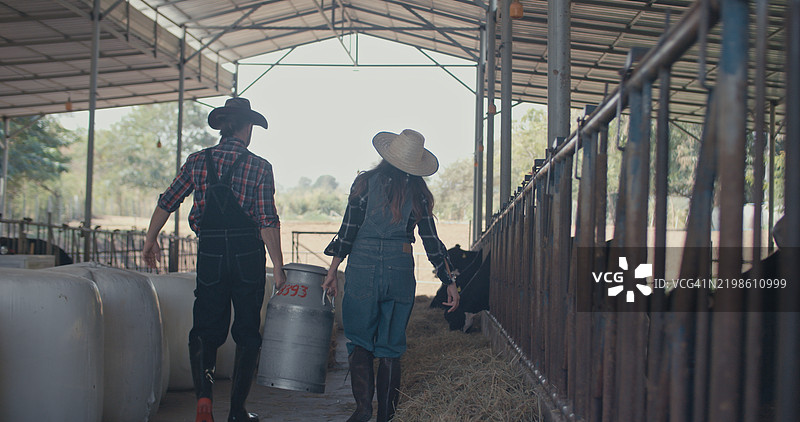 农民在奶牛棚里从桶中收集新鲜牛奶。图片素材