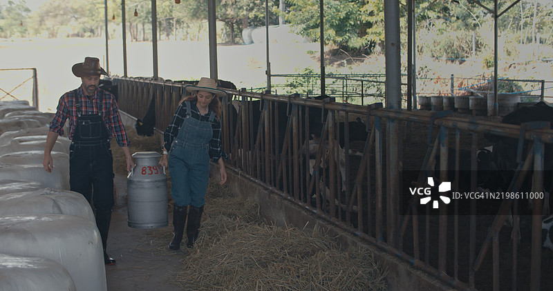 农民在奶牛棚里从桶中收集新鲜牛奶。图片素材