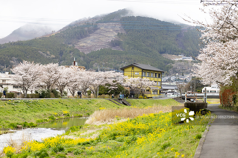 春天盛开的樱花树和油菜花在由布院温泉附近的大分河旁。图片素材