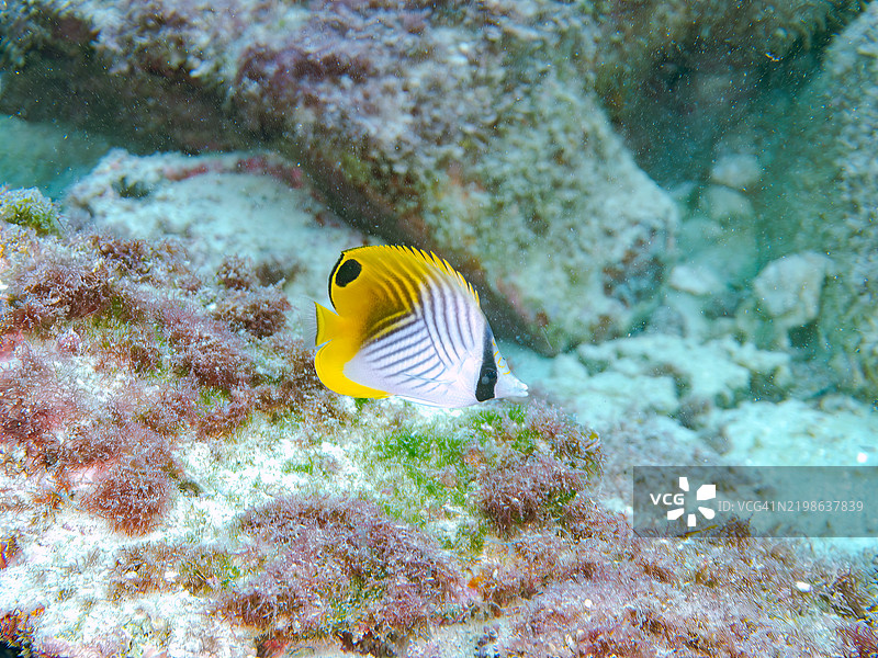 美丽的摩尔鱼和蝴蝶鱼在珊瑚礁上成群游动。东京伊豆群岛的式根岛 - 2024图片素材