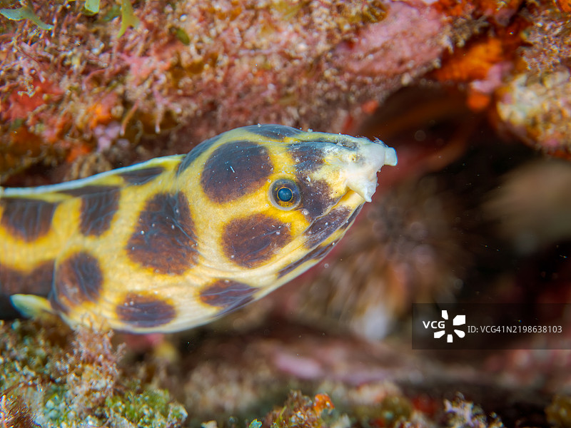神秘的虎蛇鳗，Myrichthys maculosus。东京伊豆群岛的式根岛 - 2024图片素材