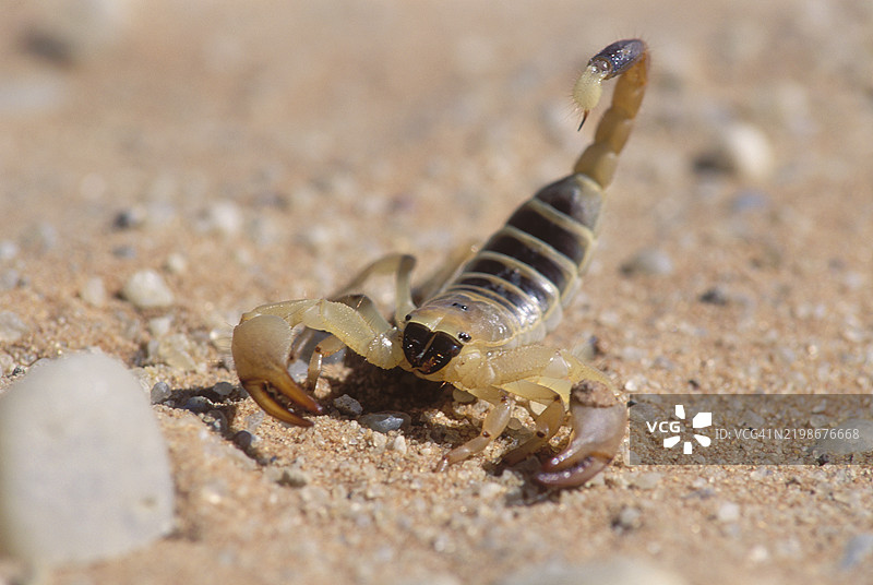 卡拉哈里洞穴蝎子图片素材