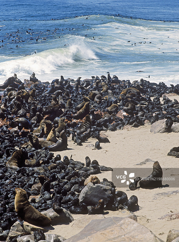 纳米比亚开普十字保护区的开普海豹群落图片素材