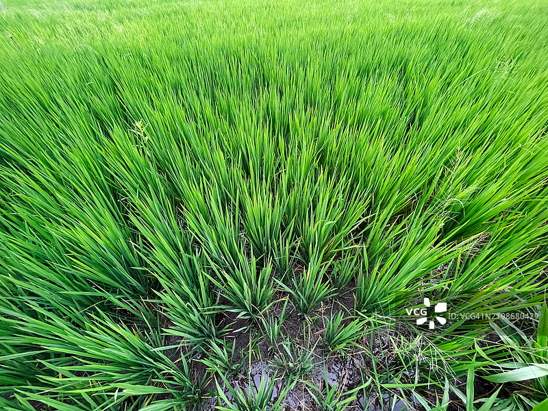 稻田中新鲜稻谷的特写镜头图片素材