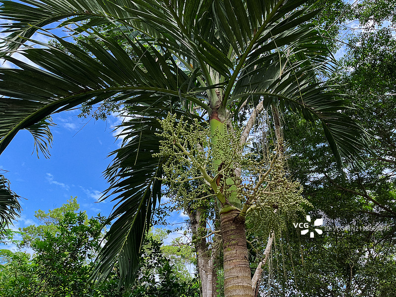 棕榈树与晴朗的天空图片素材