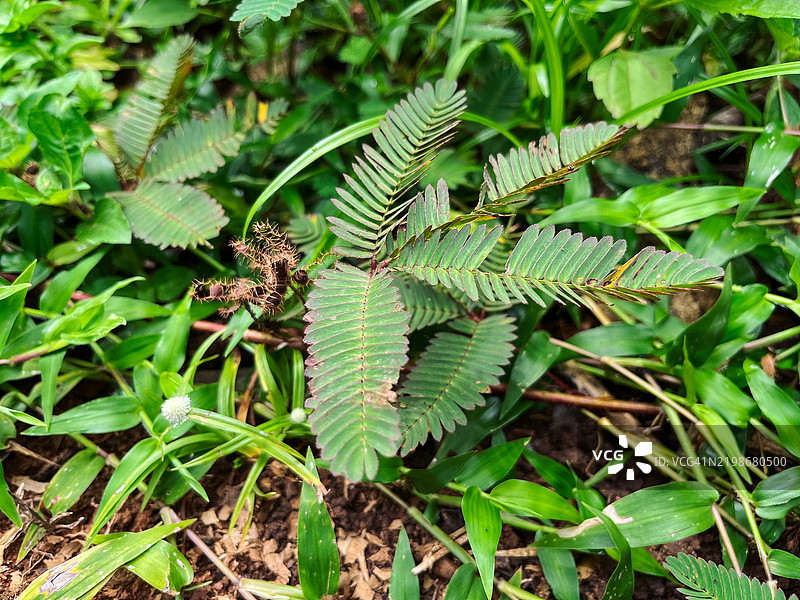 含羞草特写，展现其细腻的叶子图片素材