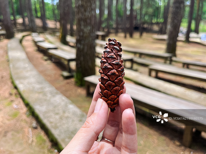 女人的手握着松果，背景是松树林图片素材