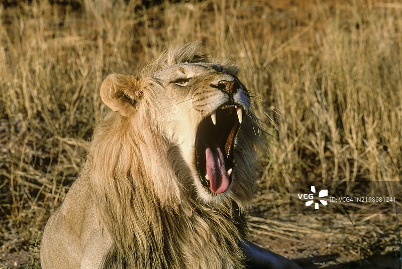 打哈欠的狮子图片素材