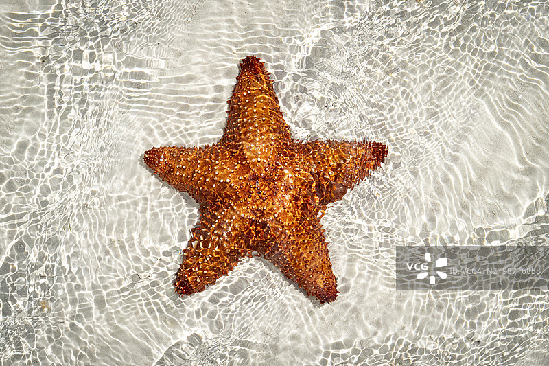 巴哈马低潮时的海绵星星图片素材