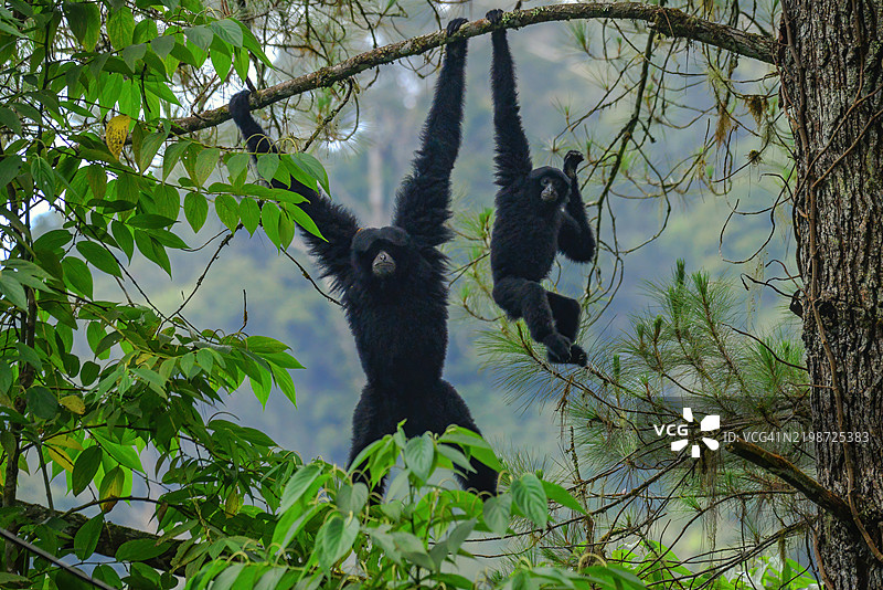 苏门答腊猩猩猴图片素材