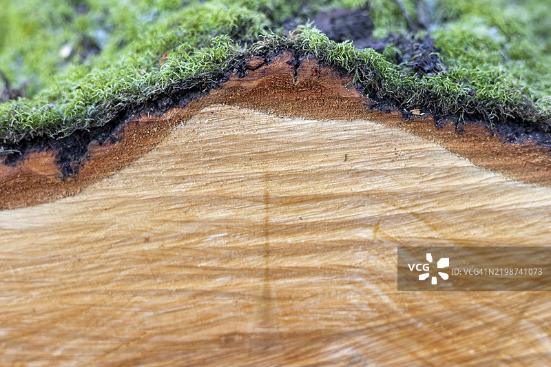 带苔藓的木纹纹理图片素材