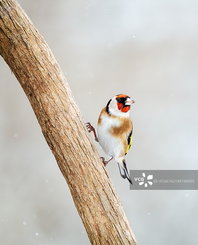 欧洲金翅雀栖息在树枝上，挪威奥斯陆图片素材