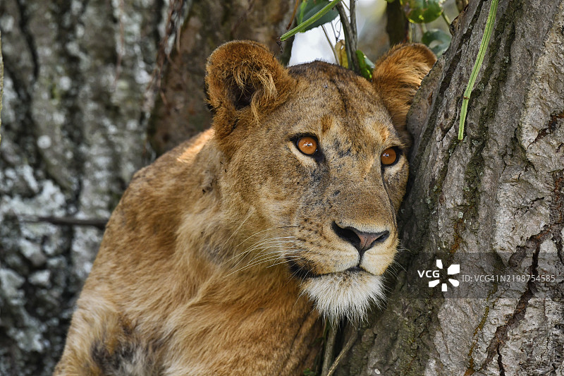 一只母狮在树上凝视草原的肖像图片素材