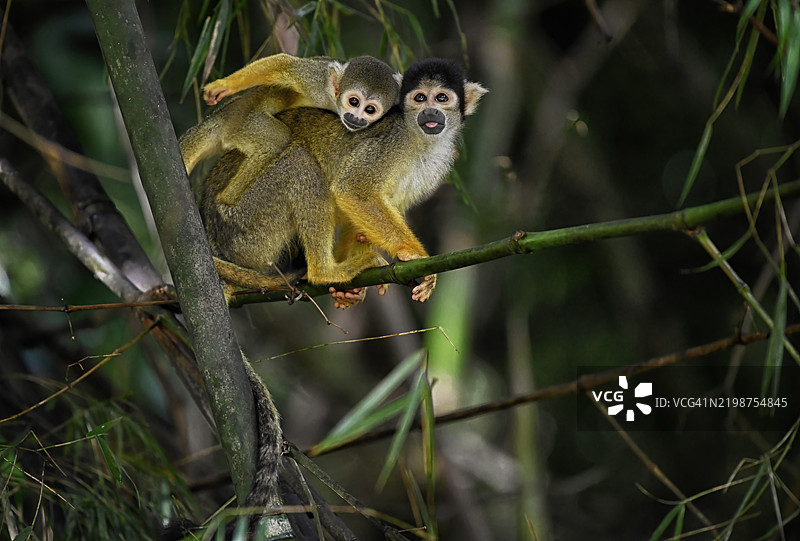 树上的松鼠猴与一只宝宝图片素材