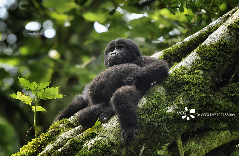 乌干达的野生濒危山地大猩猩图片素材
