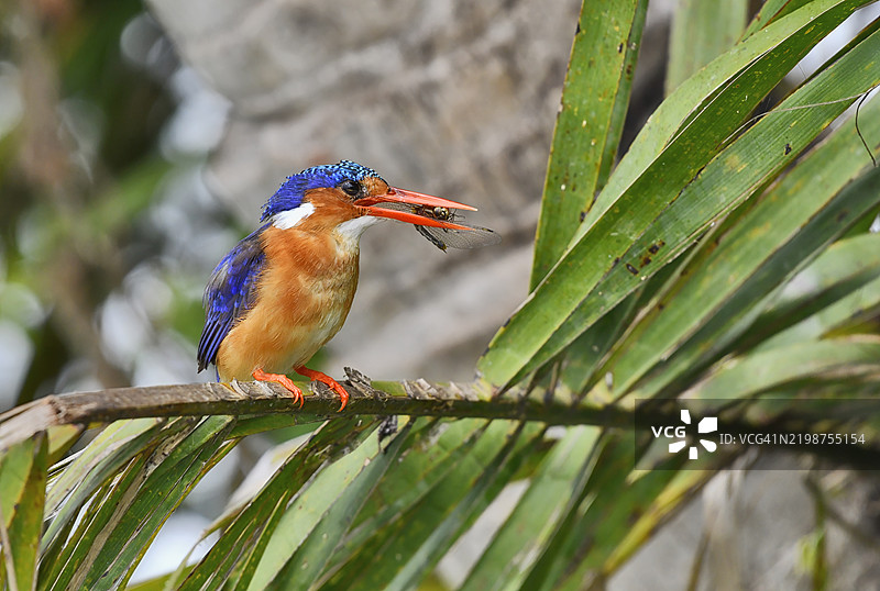 绿翡翠鸟栖息在沼泽中，捕获了一只蜻蜓图片素材