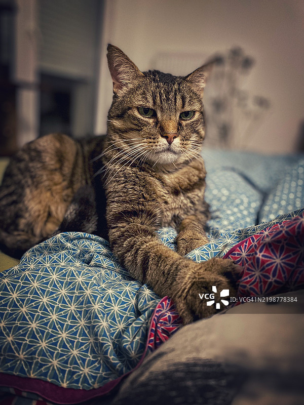 美丽的虎斑猫在镜头前摆姿势图片素材