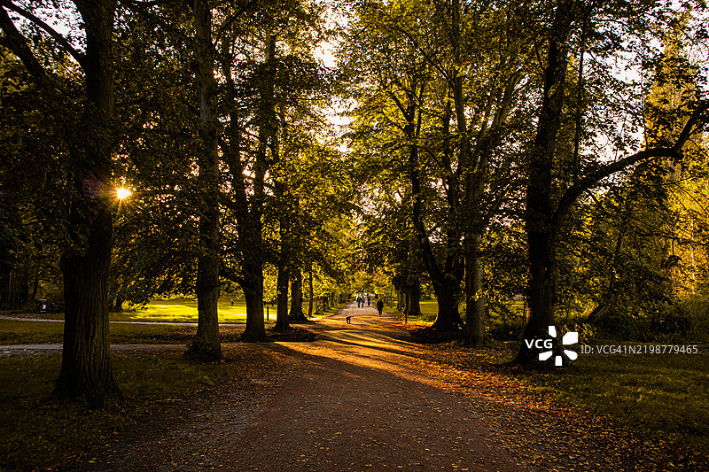 秋天森林中的树木图片素材