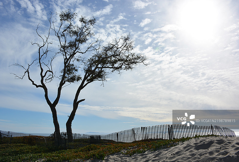 卡宾特里亚州立海滩的光秃树木图片素材