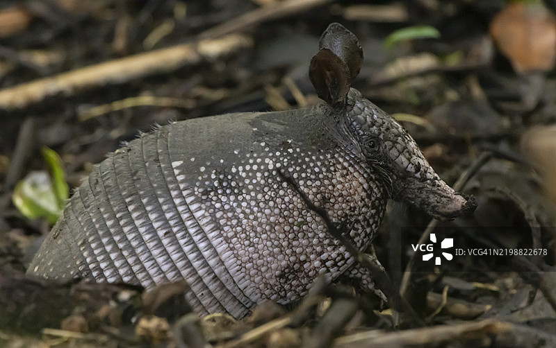 九带犰狳图片素材
