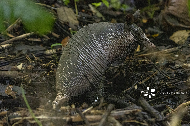 九带犰狳图片素材