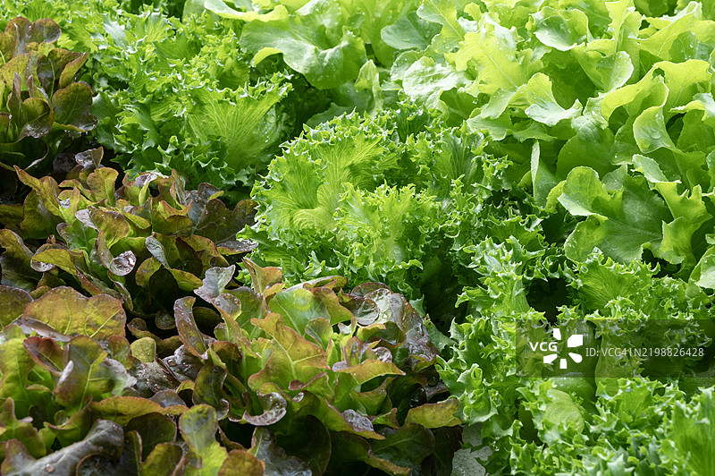 花园中的绿色沙拉叶，背景是蔬菜农场图片素材