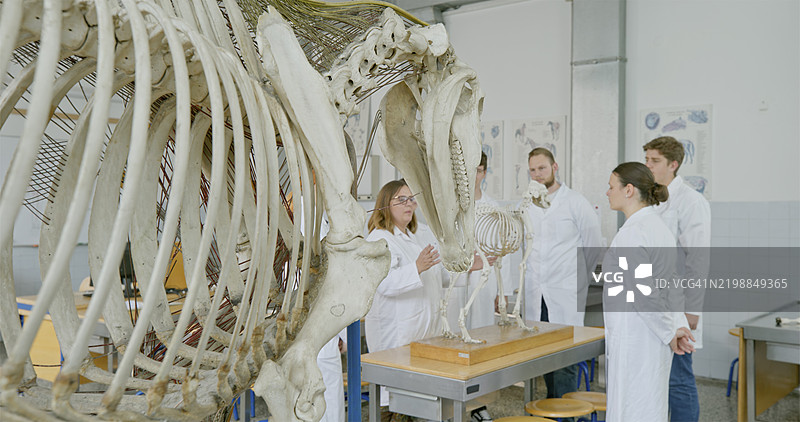 成熟的女性教授教授动物骨骼解剖学图片素材