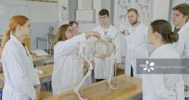 成熟的女性教授主讲动物骨骼讲座图片素材