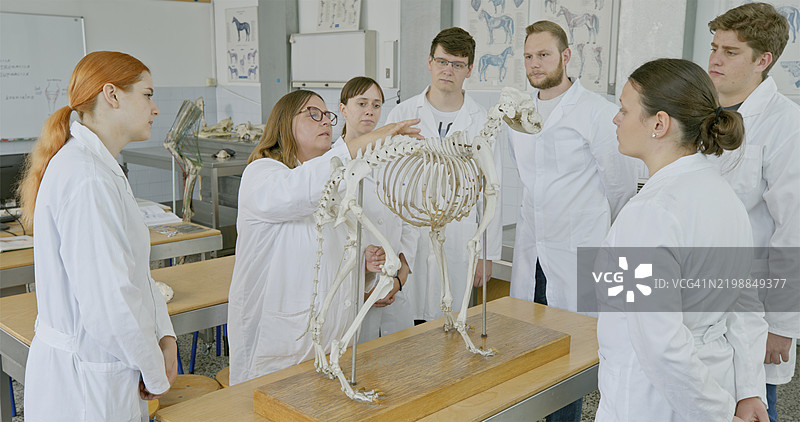 成熟的女性教授讲授动物骨骼知识图片素材