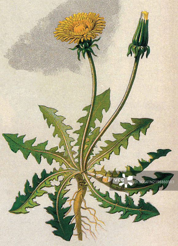 古老的彩色石版画插图，描绘了植物学中的蒲公英（Taraxacum officinale），一种属于菊科（Asteraceae）的草本多年生开花植物。图片素材