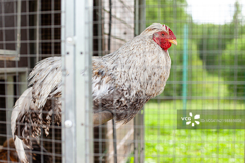 一只白灰相间的公鸡在笼子里，透过网格的铁栏杆。图片素材