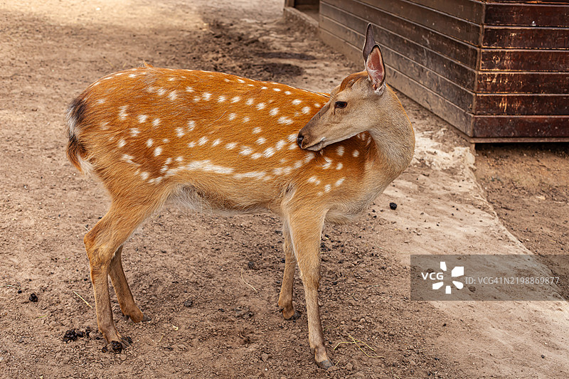 一只斑点的小鹿站在地上图片素材