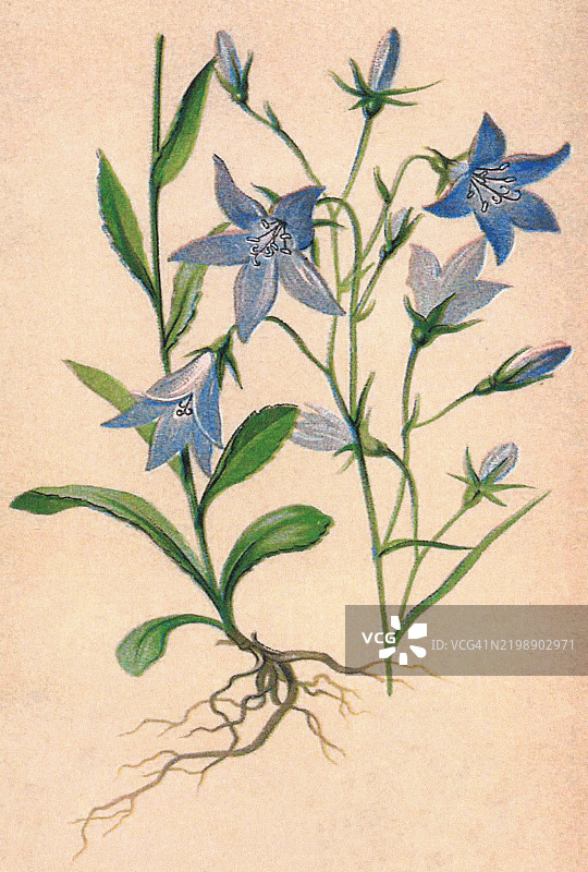 古老的彩色石版画插图，描绘了植物学中的散布铃兰（Campanula patula），一种铃兰属植物。图片素材