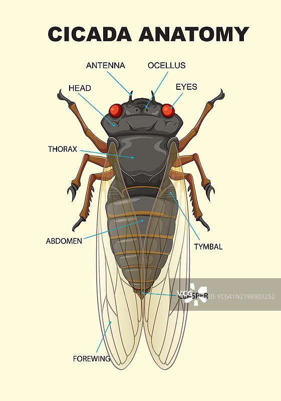 标注图展示蝉的解剖特征图片素材