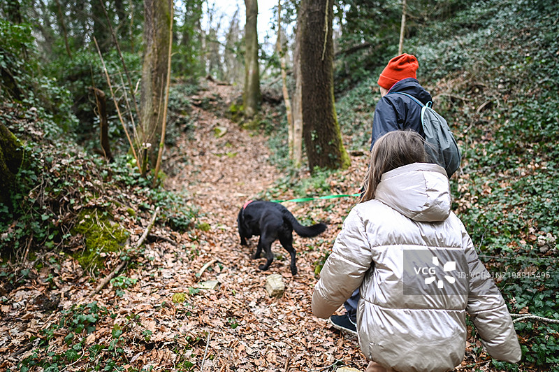 狗在森林中狩猎。图片素材