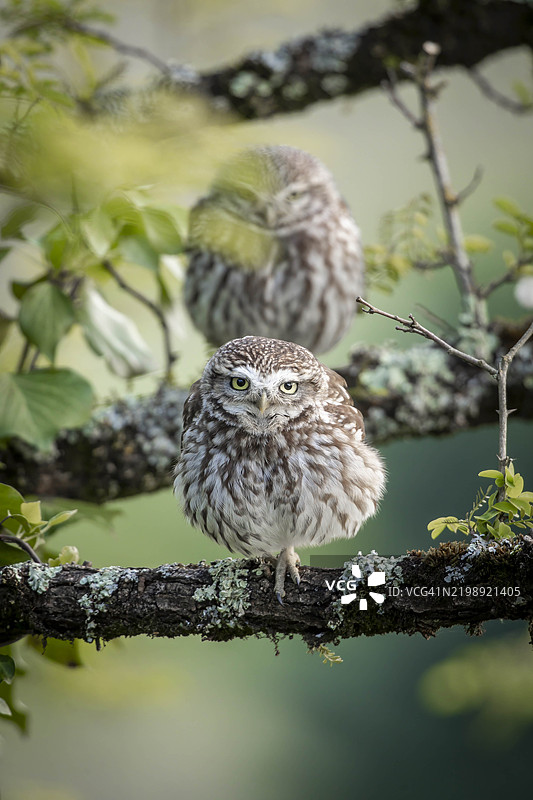 树上的一对小猫头鹰图片素材