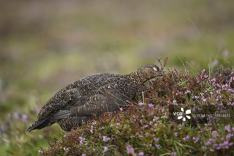 成年红松鸡(Lagopus lagopus scotica)在夏季的约克郡英格兰的开花泥炭植物中觅食图片素材