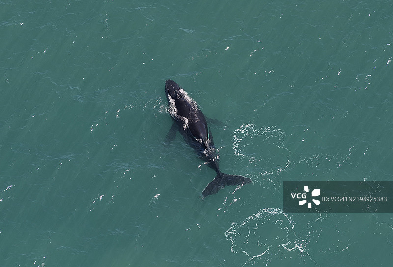 座头鲸(Megaptera novaeangliae),宁加鲁礁,鸟瞰图,凯普兰奇国家公园,靠近埃克斯茅斯,西澳大利亚州,澳大利亚,大洋洲图片素材