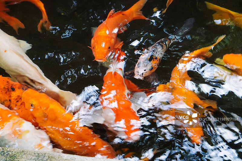 高角度视图的锦鲤在池塘中游泳图片素材